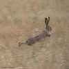 jumpinjackrabbit.150.jpg (216658 bytes)