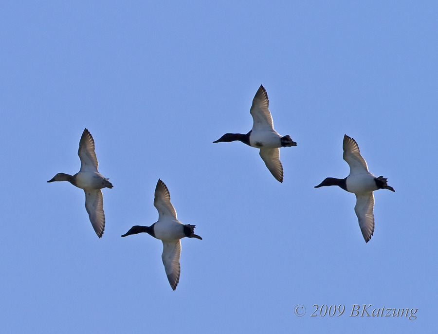 Flight of ducks