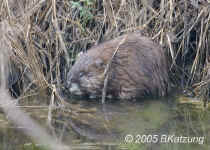 muskrat.LlanoSeco.KI8Q1370.jpg (151091 bytes)