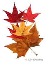 scanner.leaves-2.600dpi.jpg (103213 bytes)