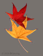 scanner.two-leaves-3+paintbcktbkgrnd.800dpi.jpg (138294 bytes)