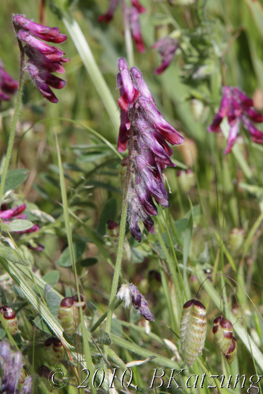 Bird vetch close up