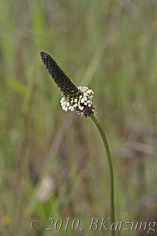 Buckhorn plantain