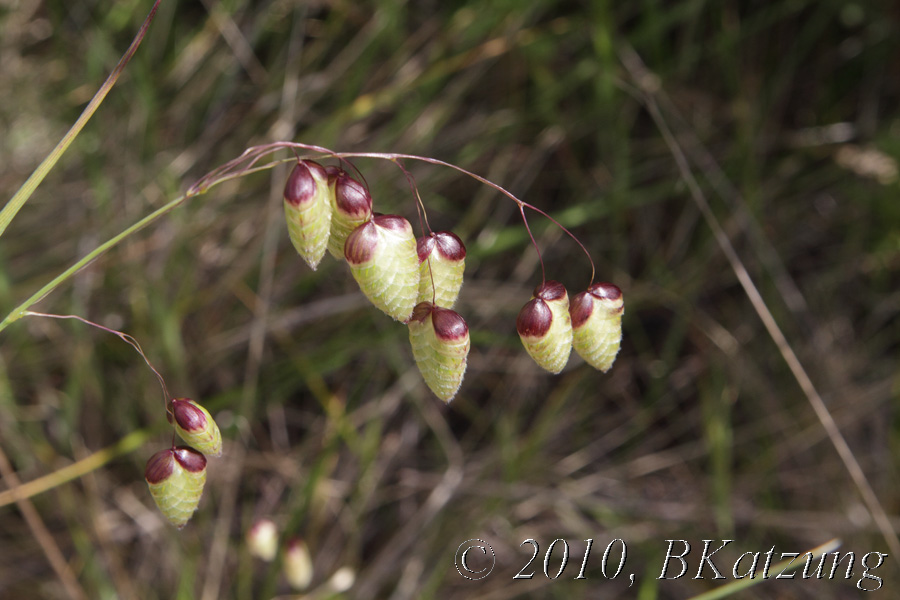 Odd Grass