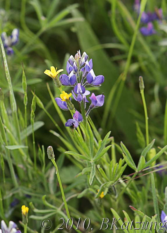 Lupine