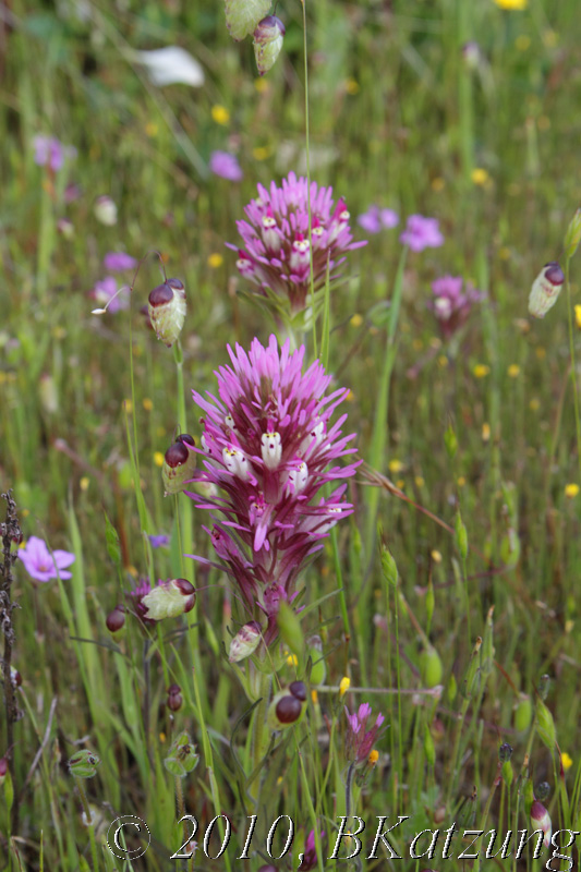 Owl's Clover