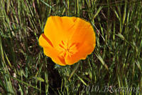 Poppy close up