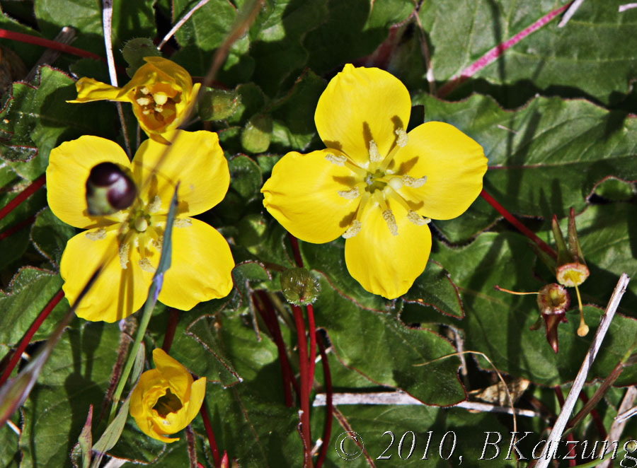 Primrose