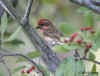 Dec03.0013.housefinch.inToyon.jpg (111350 bytes)