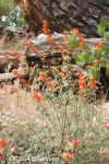 Globemallow.Zion.5731.jpg (161650 bytes)