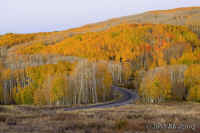 aspens-yellow.roadcurve.bouldermt.KI8Q7003.jpg (188627 bytes)