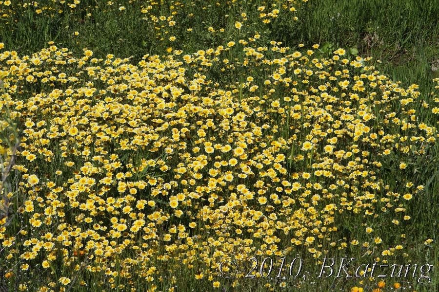 Tidytips carpet