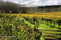 NavarroVinyard+roses.42mm.PSadj.KI8Q8174.jpg (215919 bytes)