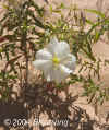 PaleEveningPrimrose.EastExit.Zion.6005.jpg (114521 bytes)