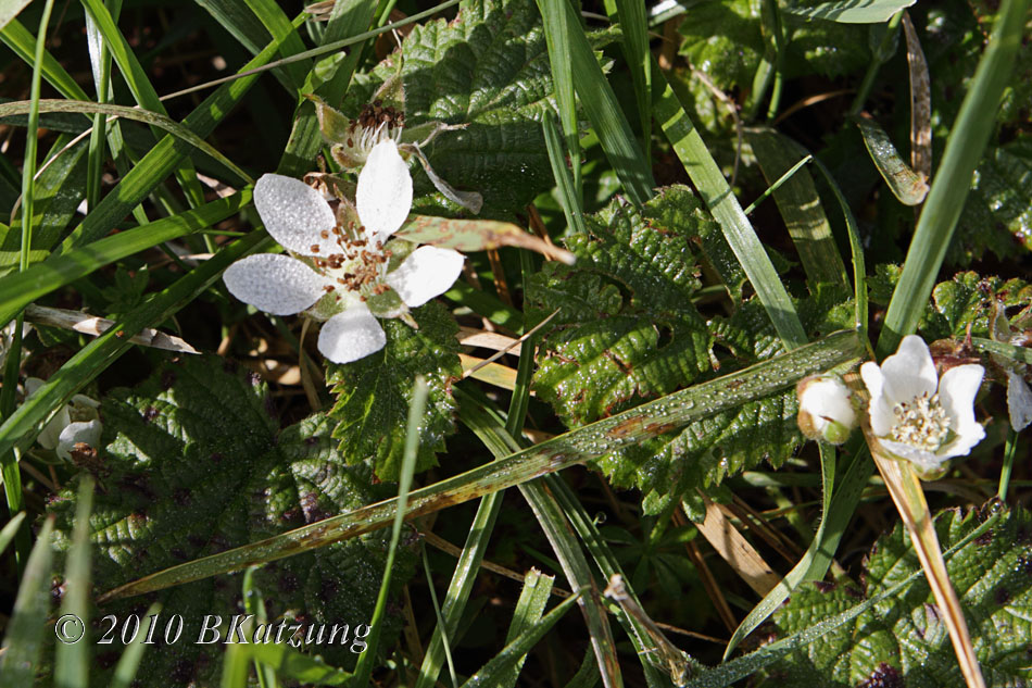 Blackberry flowers