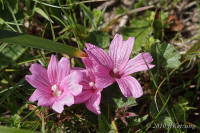 Checkerbloom
