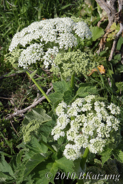 Cow parsnip flowers