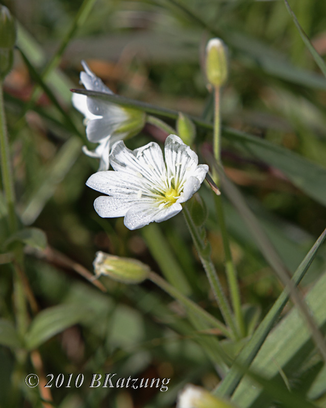 Field-Chickweed
