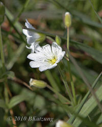 Field chickweed