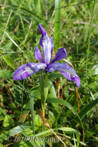 Douglas Iris