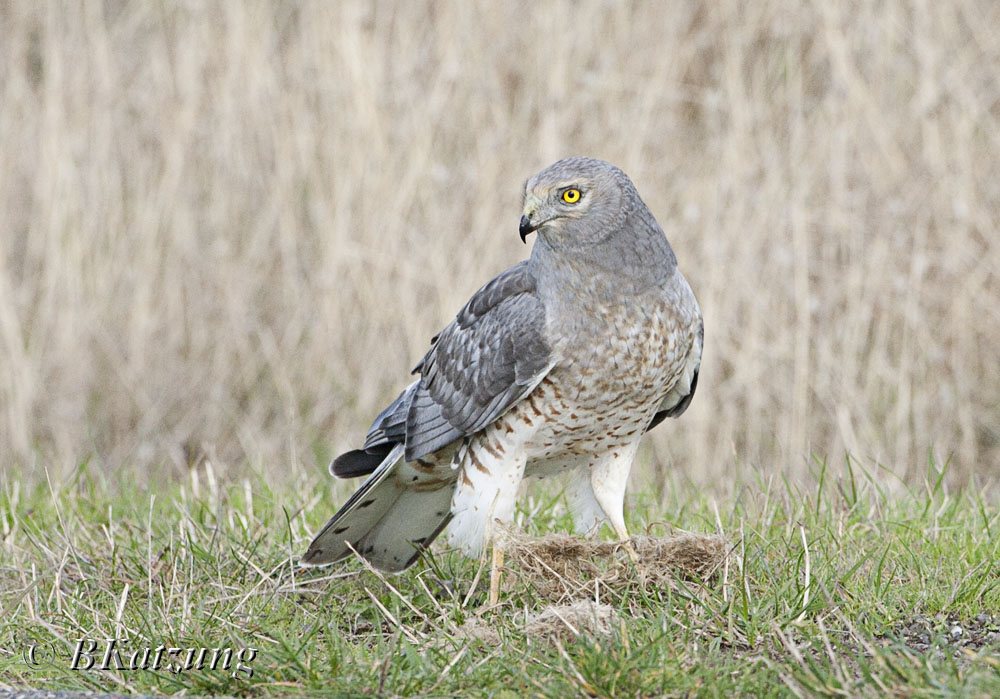 Northern Harrier posing for a portrait