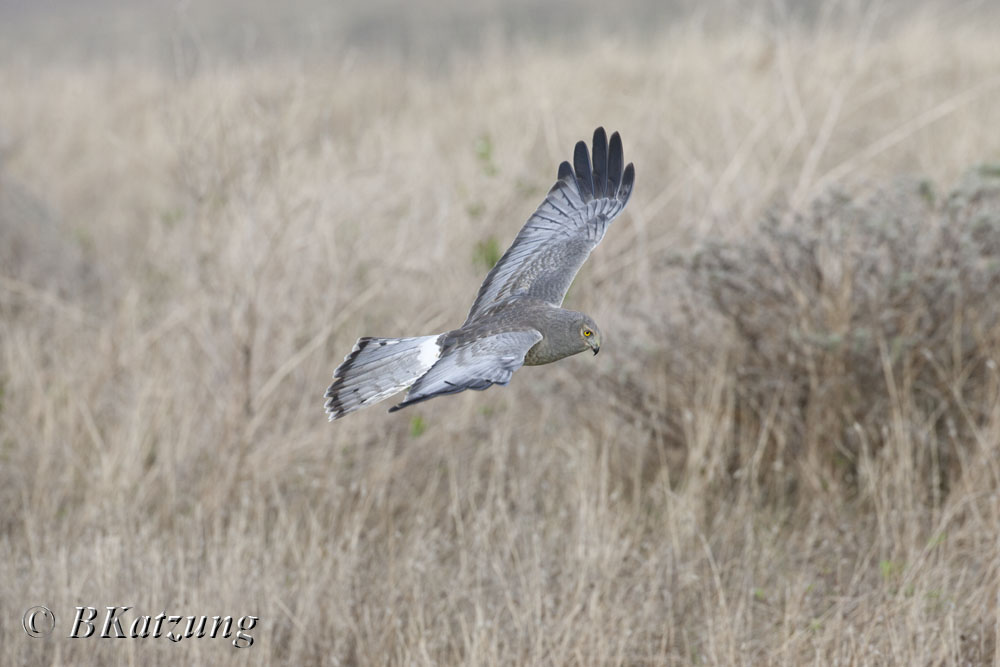 Northern Harrier