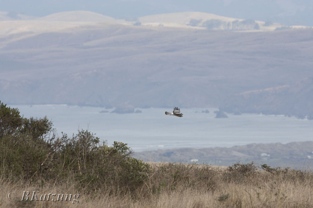 Northern Harrier