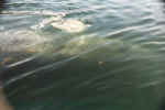 gray-under-water.jpg (21307 bytes)