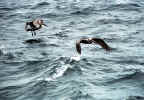 pelicans-flying.72.jpg (76470 bytes)
