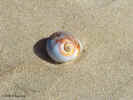 snail.150.jpg (165619 bytes)