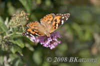 butterfly-orange-blk.good.b+byard.crop.KI8Q1721.jpg (124968 bytes)