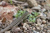 lizard-striped.CRW_2058.jpg (173820 bytes)
