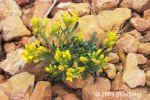 YellowFlower.RedCanyon.6122.jpg (118156 bytes)