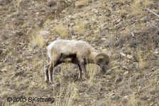 bighornsheep.onhillside.KI8Q1825.jpg (150675 bytes)