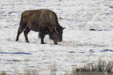 bison-1.sidelit.KI8Q2644.jpg (131605 bytes)