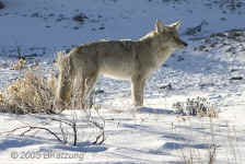 coyote.morninglight-backlit.tightcrop.0762.jpg (140733 bytes)