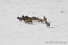 elkherd.LamarValley.0660.jpg (72600 bytes)