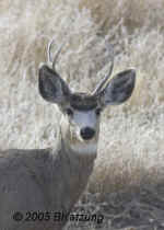 muledeer.male.KI8Q1690.jpg (71868 bytes)