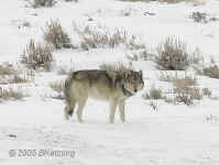 wolf.tan-gray.KI8Q2038.jpg (118193 bytes)