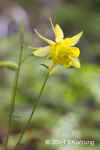 GoldenColumbine.Zion.600px.5719.jpg (157436 bytes)