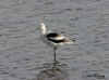 avocet.2394.jpg (131426 bytes)
