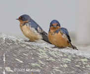 barnswallows-2.560mm.400mmP.KGEM.KI8Q3007.jpg (140332 bytes)