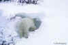 bear-snowcave.5x7x72.jpg (32205 bytes)