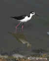 black-necked-stilt.jpg (113741 bytes)