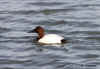 canvasback.2399.jpg (135156 bytes)