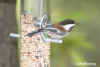 chestnut-backed.chickadee.2071.jpg (142241 bytes)