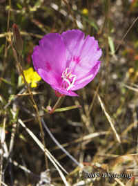 clarkia.veryclose.48mm+500d+closecrop.KI8Q5222.jpg (124256 bytes)