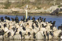 cormorants-on-jetty.opt.KI8Q9212.jpg (152993 bytes)
