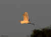 flying-egret-evening.jpg (112067 bytes)