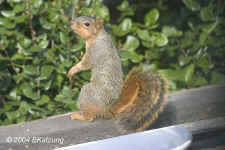 foxsquirel.sittingup.9165.jpg (146405 bytes)